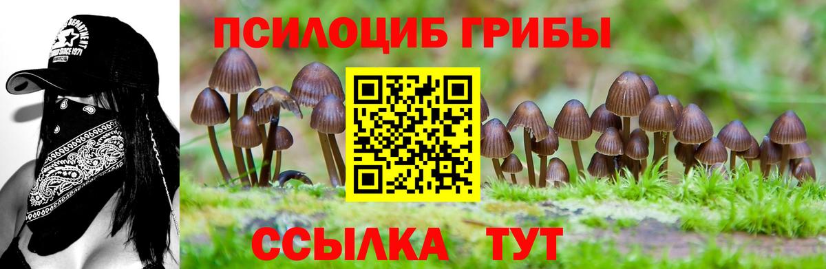 Галлюциногенные грибы Psilocybe Ступино